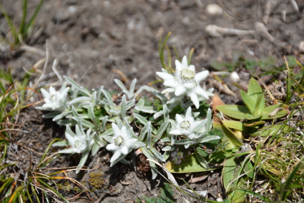 Leontopodium alpinum (Asteraceae)